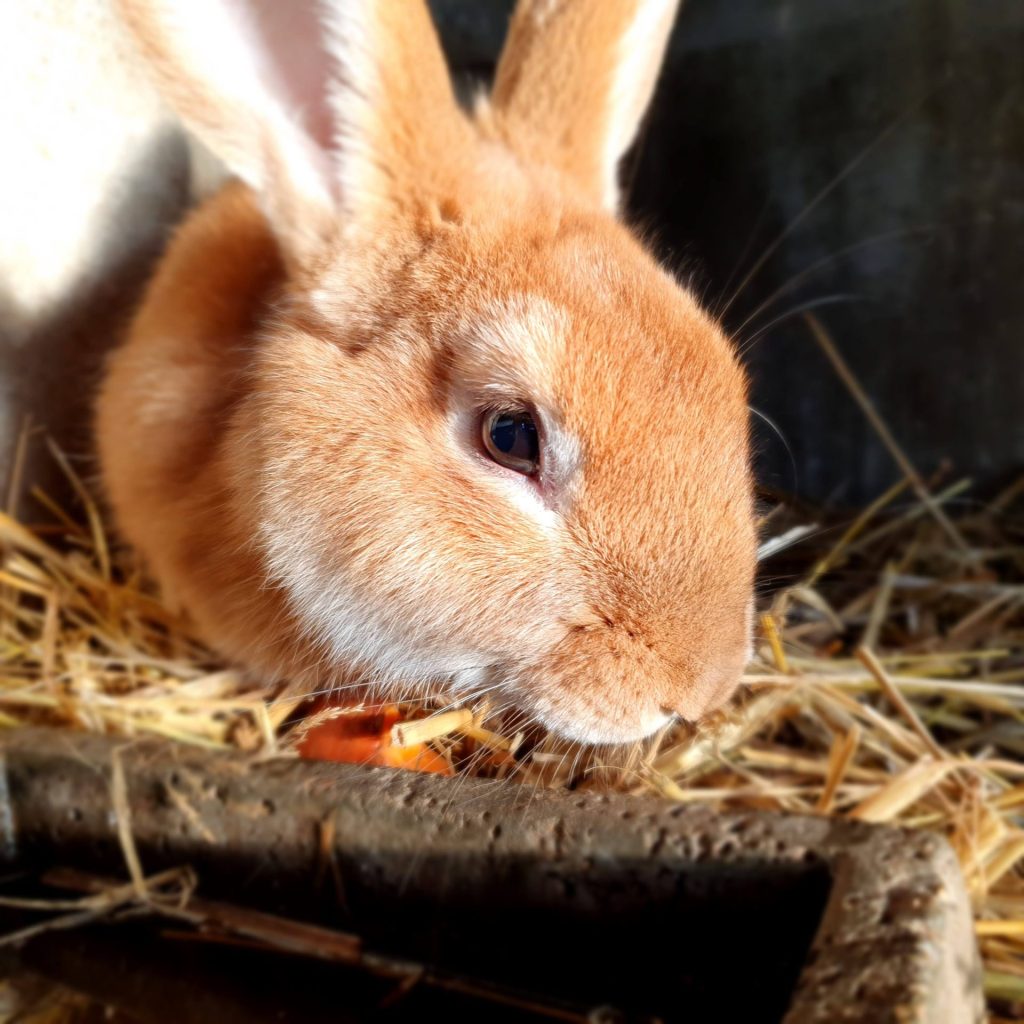 Lapin roux mangeant du foin.